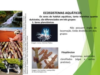 ECOSSISTEMAS AQUÁTICOS
Os seres de habitat aquáticos, tanto marinhos quanto
dulcícolas, são diferenciados em três grupos:
1. Seres planctônicos
Não possuem órgão de
locomoção. Estão divididos em dois
grupos:
Fitoplâncton
Organismos autótrofos
clorofilados (algas e certos
protistas).
CIÊNCIAS, 7º Ano do Ensino Fundamental
Nível de organização ecológico: População, Comunidade,
Ecossistema e Biosfera
Imagem:(a)Hawkthedruid/GNUFreeDocumentationLicense;(b)CaptureQueen/Creative
CommonsAttribution2.0Generic;(c)RufinoUribe/CreativeCommonsAttribution-ShareAlike2.0
Generice(d):Utopialand/GNUFreeDocumentationLicense
Imagem: Conny / Domínio Público
Imagem: Eric Guinther / Licença GNU
de Documentação Livre
 