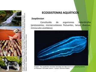 ECOSSISTEMAS AQUÁTICOS
Zooplâncton
Constituído de organismos heterótrofos
(protozoários, microcrustáceos flutuantes, larvas diversas,
minúsculos anelídeos).
CIÊNCIAS, 7º Ano do Ensino Fundamental
Nível de organização ecológico: População, Comunidade,
Ecossistema e Biosfera
Imagem:(a)Hawkthedruid/GNUFreeDocumentationLicense;(b)CaptureQueen/Creative
CommonsAttribution2.0Generic;(c)RufinoUribe/CreativeCommonsAttribution-ShareAlike2.0
Generice(d):Utopialand/GNUFreeDocumentationLicense
Imagem: The zooplankton beroidae (beroidae) are often found accompanying swarms
of medusae in the water column. / Lycaon / Domínio Público
 