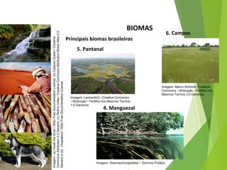 BIOMAS
Principais biomas brasileiros
CIÊNCIAS, 7º Ano do Ensino Fundamental
Nível de organização ecológico: População, Comunidade,
Ecossistema e Biosfera
Imagem:(a)Hawkthedruid/GNUFreeDocumentationLicense;(b)CaptureQueen/Creative
CommonsAttribution2.0Generic;(c)RufinoUribe/CreativeCommonsAttribution-ShareAlike2.0
Generice(d):Utopialand/GNUFreeDocumentationLicense
5. Pantanal
Imagem: LeonardoG / Creative Commons
- Atribuição - Partilha nos Mesmos Termos
1.0 Genérica
4. Manguezal
Imagem: Überraschungsbilder / Domínio Público
6. Campos
Imagem: Marco Schmidt / Creative
Commons - Atribuição - Partilha nos
Mesmos Termos 2.5 Genérica
 