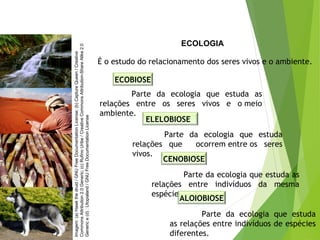 ECOLOGIA
É o estudo do relacionamento dos seres vivos e o ambiente.
ECOBIOSE
ELELOBIOSE
Parte da ecologia que estuda as
relações entre os seres vivos e o meio
ambiente.
Parte da ecologia que estuda
relações que ocorrem entre os seres
vivos.
CENOBIOSE
Parte da ecologia que estuda as
relações entre indivíduos da mesma
espécie.
ALOIOBIOSE
Parte da ecologia que estuda
as relações entre indivíduos de espécies
diferentes.
Imagem:(a)Hawkthedruid/GNUFreeDocumentationLicense;(b)CaptureQueen/Creative
CommonsAttribution2.0Generic;(c)RufinoUribe/CreativeCommonsAttribution-ShareAlike2.0
Generice(d):Utopialand/GNUFreeDocumentationLicense
 
