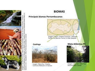 BIOMAS
Principais biomas Pernambucanos
CIÊNCIAS, 7º Ano do Ensino Fundamental
Nível de organização ecológico: População, Comunidade,
Ecossistema e Biosfera
Imagem:(a)Hawkthedruid/GNUFreeDocumentationLicense;(b)CaptureQueen/Creative
CommonsAttribution2.0Generic;(c)RufinoUribe/CreativeCommonsAttribution-ShareAlike2.0
Generice(d):Utopialand/GNUFreeDocumentationLicense
Mata Atlântica-PECaatinga
Imagem: Maria Hsu / Creative
Commons Attribution 2.0 Generic
Imagem: Uniemelk / GNU Free
Documentation License
Imagem: Frag15 / Creative Commons - Atribuição -
Partilha nos Mesmos Termos 3.0 Não Adaptada
 