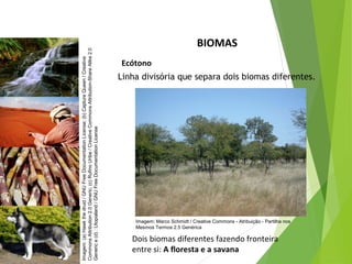 BIOMAS
Ecótono
Linha divisória que separa dois biomas diferentes.
Dois biomas diferentes fazendo fronteira
entre si: A floresta e a savana
CIÊNCIAS, 7º Ano do Ensino Fundamental
Nível de organização ecológico: População, Comunidade,
Ecossistema e Biosfera
Imagem:(a)Hawkthedruid/GNUFreeDocumentationLicense;(b)CaptureQueen/Creative
CommonsAttribution2.0Generic;(c)RufinoUribe/CreativeCommonsAttribution-ShareAlike2.0
Generice(d):Utopialand/GNUFreeDocumentationLicense
Imagem: Marco Schmidt / Creative Commons - Atribuição - Partilha nos
Mesmos Termos 2.5 Genérica
 
