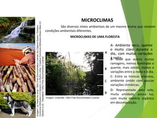 Imagem: Uniemelk / GNU Free Documentation License
MICROCLIMAS
São diversos níveis ambientais de um mesmo bioma que revelam
condições ambientais diferentes.
MICROCLIMAS DE UMA FLORESTA
A- Ambiente seco, quente
e muito claro durante o
dia, com muitas variações
à noite.B- Nível que ocorre muitas
ramagens, menos iluminado e
quente, mais úmido, menos e
variações entre a noite e o dia.
C- Entre os troncos arbustos,
ambiente úmido com poucas
variações climáticas.
D- Representado pelo solo,
muita umidade, pouca luz,
com muita matéria orgânica
em decomposição.
A
B
C
D
CIÊNCIAS, 7º Ano do Ensino Fundamental
Nível de organização ecológico: População, Comunidade,
Ecossistema e Biosfera
Imagem:(a)Hawkthedruid/GNUFreeDocumentationLicense;(b)CaptureQueen/Creative
CommonsAttribution2.0Generic;(c)RufinoUribe/CreativeCommonsAttribution-ShareAlike2.0
Generice(d):Utopialand/GNUFreeDocumentationLicense
 
