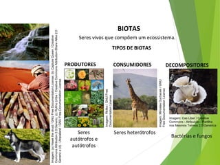 BIOTAS
Seres vivos que compõem um ecossistema.
TIPOS DE BIOTAS
Seres
autótrofos e
autótrofos
Seres heterótrofos
Bactérias e fungos
CIÊNCIAS, 7º Ano do Ensino Fundamental
Nível de organização ecológico: População, Comunidade,
Ecossistema e Biosfera
Imagem:(a)Hawkthedruid/GNUFreeDocumentationLicense;(b)CaptureQueen/Creative
CommonsAttribution2.0Generic;(c)RufinoUribe/CreativeCommonsAttribution-ShareAlike2.0
Generice(d):Utopialand/GNUFreeDocumentationLicense
PRODUTORES
Imagem:Rkitko/GNUFree
DocumentationLicense
CONSUMIDORES
Imagem:MiroslavDuchacek/GNU
FreeDocumentationLicense
DECOMPOSITORES
Imagem: Cas Liber / Creative
Commons - Atribuição - Partilha
nos Mesmos Termos 2.5 Genérica
 