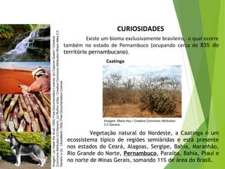 CURIOSIDADES
Existe um bioma exclusivamente brasileiro, o qual ocorre
também no estado de Pernambuco (ocupando cerca de 83% do
território pernambucano).
Vegetação natural do Nordeste, a Caatinga é um
ecossistema típico de regiões semiáridas e está presente
nos estados do Ceará, Alagoas, Sergipe, Bahia, Maranhão,
Rio Grande do Norte, Pernambuco, Paraíba, Bahia, Piauí e
no norte de Minas Gerais, somando 11% de área do Brasil.
CIÊNCIAS, 7º Ano do Ensino Fundamental
Nível de organização ecológico: População, Comunidade,
Ecossistema e Biosfera
Imagem:(a)Hawkthedruid/GNUFreeDocumentationLicense;(b)CaptureQueen/Creative
CommonsAttribution2.0Generic;(c)RufinoUribe/CreativeCommonsAttribution-ShareAlike2.0
Generice(d):Utopialand/GNUFreeDocumentationLicense
Imagem: Maria Hsu / Creative Commons Attribution
2.0 Generic
Caatinga
 