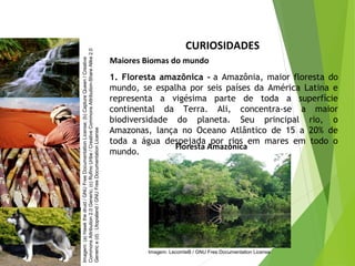 1. Floresta amazônica - a Amazônia, maior floresta do
mundo, se espalha por seis países da América Latina e
representa a vigésima parte de toda a superfície
continental da Terra. Ali, concentra-se a maior
biodiversidade do planeta. Seu principal rio, o
Amazonas, lança no Oceano Atlântico de 15 a 20% de
toda a água despejada por rios em mares em todo o
mundo.
CURIOSIDADES
Maiores Biomas do mundo
Floresta Amazônica
CIÊNCIAS, 7º Ano do Ensino Fundamental
Nível de organização ecológico: População, Comunidade,
Ecossistema e Biosfera
Imagem:(a)Hawkthedruid/GNUFreeDocumentationLicense;(b)CaptureQueen/Creative
CommonsAttribution2.0Generic;(c)RufinoUribe/CreativeCommonsAttribution-ShareAlike2.0
Generice(d):Utopialand/GNUFreeDocumentationLicense
Imagem: LecomteB / GNU Free Documentation License
 