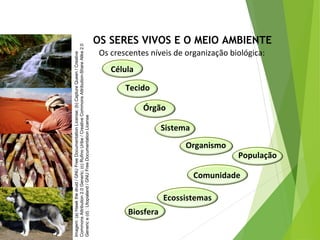 OS SERES VIVOS E O MEIO AMBIENTE
Os crescentes níveis de organização biológica:
Célula
Tecido
Órgão
Sistema
Organismo
População
Comunidade
Ecossistemas
Biosfera
CIÊNCIAS, 7º Ano do Ensino Fundamental
Nível de organização ecológico: População, Comunidade,
Ecossistema e Biosfera
Imagem:(a)Hawkthedruid/GNUFreeDocumentationLicense;(b)CaptureQueen/Creative
CommonsAttribution2.0Generic;(c)RufinoUribe/CreativeCommonsAttribution-ShareAlike2.0
Generice(d):Utopialand/GNUFreeDocumentationLicense
 
