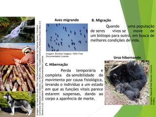 B. Migração
Quando uma população
de seres vivos se move de
um biótopo para outro, em busca de
melhores condições de vida.
Aves migrando
C. Hibernação
Perda temporária e
completa da sensibilidade do
movimento por causa fisiológica,
levando o indivíduo a um estado
em que as funções vitais parece
estarem suspensas, dando ao
corpo a aparência de morte.
Urso hibernando
CIÊNCIAS, 7º Ano do Ensino Fundamental
Nível de organização ecológico: População, Comunidade,
Ecossistema e Biosfera
Imagem:(a)Hawkthedruid/GNUFreeDocumentationLicense;(b)CaptureQueen/Creative
CommonsAttribution2.0Generic;(c)RufinoUribe/CreativeCommonsAttribution-ShareAlike2.0
Generice(d):Utopialand/GNUFreeDocumentationLicense
Imagem: Brocken Inaglory / GNU Free
Documentation License
Imagem:NationalParkService/Domínio
Público
 