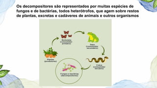 Os decompositores são representados por muitas espécies de
fungos e de bactérias, todos heterótrofos, que agem sobre restos
de plantas, excretas e cadáveres de animais e outros organismos
 