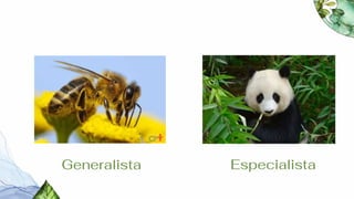 Especialista
Generalista
 