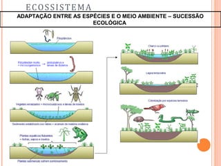 ECOSSISTEMA
ADAPTAÇÃO ENTRE AS ESPÉCIES E O MEIO AMBIENTE – SUCESSÃO
ECOLÓGICA
 