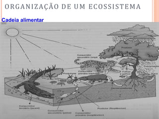 ORGANIZAÇÃO DE UM ECOSSISTEMA
Cadeia alimentar
 