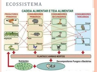 ECOSSISTEMA
 
