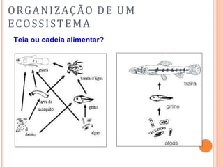 ORGANIZAÇÃO DE UM
ECOSSISTEMA
Teia ou cadeia alimentar?
 