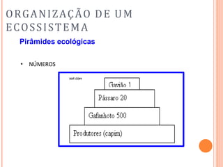 ORGANIZAÇÃO DE UM
ECOSSISTEMA
Pirâmides ecológicas
• NÚMEROS
 