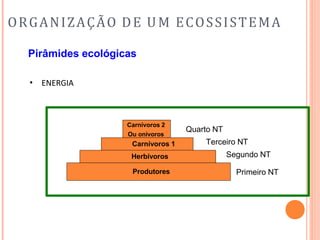 ORGANIZAÇÃO DE UM ECOSSISTEMA
Pirâmides ecológicas
• ENERGIA
Primeiro NT
Segundo NT
Terceiro NT
Quarto NT
Produtores
Herbívoros
Carnívoros 1
Carnívoros 2
Ou onívoros
 