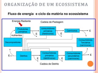 ORGANIZAÇÃO DE UM ECOSSISTEMA
Fluxo de energia e ciclo da matéria no ecossistema
Produtores
primários
E
consumidores
primários
(herbívoros)
Energia Radiante
E
Carnívoros E
Consumidores
Terciários
(carnívoros)
Consumidores
secundários
(carnívoros)
E
Consumidores
primários
(detritívoros) E
Cadeia de Pastagem
Cadeia de Detrito
Detritos
E
E
Decompositores
nutrientes
 
