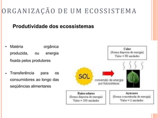 ORGANIZAÇÃO DE UM ECOSSISTEMA
Produtividade dos ecossistemas
• Matéria
produzida, ou
orgânica
energia
fixada pelos produtores
• Transferência para os
consumidores ao longo das
seqüências alimentares
 
