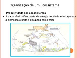 Organização de um Ecossistema
Produtividade dos ecossistemas
• A cada nível trófico, parte da energia recebida é incorporada
à biomassa e parte é dissipada como calor
 