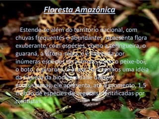 Floresta Amazônica        Estende-se além do território nacional, com chuvas freqüentes e abundantes. Apresenta flora exuberante, com espécies, como a seringueira, o guaraná, a vitória-régia, e é habitada por inúmeras espécies de animais, como o peixe-boi, o boto, o pirarucu, a arara. Para termos uma idéia da riqueza da biodiversidade desses ecossistemas, ele apresenta, até o momento, 1,5 milhão de espécies de vegetais identificadas por cientistas.  
