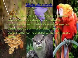 Mata de cocaisA mata de cocais situa-se entre a floresta amazônica e a caatinga. São matas de carnaúba, babaçu, buriti e outras palmeiras. Vários tipos de animais habitam esse ecossistema, como a arara canga e o macaco cuxiú.