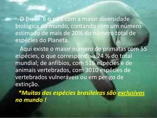        O Brasil  é o país com a maior diversidade biológica do mundo, contando com um número estimado de mais de 20% do número total de espécies do Planeta.       Aqui existe o maior número de primatas com 55 espécies, o que corresponde a 24 % do total mundial; de anfíbios, com 516 espécies e de animais vertebrados, com 3010 espécies de vertebrados vulneráveis ou em perigo de extinção.      *Muitas das espécies brasileiras são exclusivas no mundo !