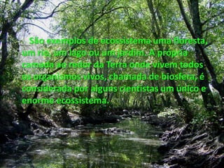 São exemplos de ecossistema uma floresta, um rio, um lago ou um jardim. A própria camada ao redor da Terra onde vivem todos os organismos vivos, chamada de biosfera, é considerada por alguns cientistas um único e enorme ecossistema.