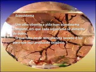    Ecossistema    Um olho observa a vida num ecossistema completo, em que cada organismo se alimenta de outro.    O que falta neste mini planeta lacrado é luz para que seja produzido oxigênio. 