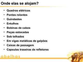 Onde elas se alojam?
 • Quadros elétricos
 • Pontes rolantes
 • Guindastes
 • Entulhos
 • Bobinas de cabos
 • Peças estocadas
 • Sob telhados
 • Em vigas metálicas de galpões
 • Caixas de passagem
 • Capsulas traseiras de refletores
 