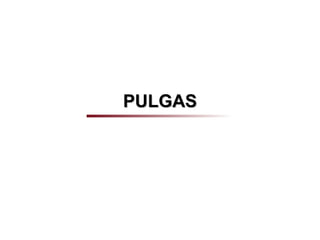 PULGAS
 