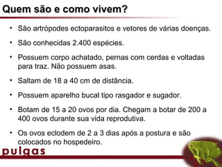 Quem são e como vivem?
 • São artrópodes ectoparasitos e vetores de várias doenças.
 • São conhecidas 2.400 espécies.
 • Possuem corpo achatado, pernas com cerdas e voltadas
   para traz. Não possuem asas.
 • Saltam de 18 a 40 cm de distância.
 • Possuem aparelho bucal tipo rasgador e sugador.
 • Botam de 15 a 20 ovos por dia. Chegam a botar de 200 a
   400 ovos durante sua vida reprodutiva.
 • Os ovos eclodem de 2 a 3 dias após a postura e são
   colocados no hospedeiro.
 