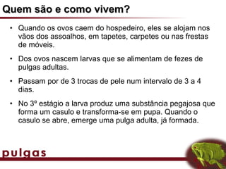 Quem são e como vivem?
 • Quando os ovos caem do hospedeiro, eles se alojam nos
   vãos dos assoalhos, em tapetes, carpetes ou nas frestas
   de móveis.
 • Dos ovos nascem larvas que se alimentam de fezes de
   pulgas adultas.
 • Passam por de 3 trocas de pele num intervalo de 3 a 4
   dias.
 • No 3º estágio a larva produz uma substância pegajosa que
   forma um casulo e transforma-se em pupa. Quando o
   casulo se abre, emerge uma pulga adulta, já formada.
 