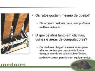• Os ratos gostam mesmo de queijo?

   – Eles comem qualquer coisa, mas preferem
     melão e melancia.


• O que os atrai tanto em oficinas,
  usinas e áreas de computadores?

   – Os roedores chegam a esses locais para
     afiar os dentes que crescem de forma
     desigual roendo os cabos subterrâneos,
     podendo causar paradas em equipamentos.
 