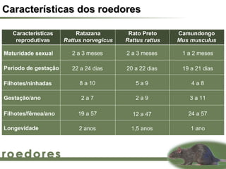 Características dos roedores

   Características        Ratazana         Rato Preto     Camundongo
    reprodutivas      Rattus norvegicus   Rattus rattus   Mus musculus

Maturidade sexual       2 a 3 meses       2 a 3 meses      1 a 2 meses

Período de gestação     22 a 24 dias      20 a 22 dias     19 a 21 dias

Filhotes/ninhadas          8 a 10            5a9              4a8

Gestação/ano                2a7              2a9             3 a 11

Filhotes/fêmea/ano         19 a 57          12 a 47          24 a 57

Longevidade                2 anos           1,5 anos          1 ano
 