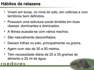 Hábitos da ratazana
 • Vivem em tocas, no nível do solo, em colônias e com
   territórios bem definidos.
 • Possuem uma estrutura social dividida em duas
   classes: dominantes e dominados.
 • A fêmea acasala-se com vários machos.
 • São naturalmente desconfiados.
 • Deixam trilhas no solo, principalmente na grama.
 • Agem num raio de 30 a 50 metros.
 • Têm necessidade diária de 20 a 35 gramas de
   alimento e 25 ml de água.
 