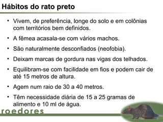 Hábitos do rato preto
 • Vivem, de preferência, longe do solo e em colônias
   com territórios bem definidos.
 • A fêmea acasala-se com vários machos.
 • São naturalmente desconfiados (neofobia).
 • Deixam marcas de gordura nas vigas dos telhados.
 • Equilibram-se com facilidade em fios e podem cair de
   até 15 metros de altura.
 • Agem num raio de 30 a 40 metros.
 • Têm necessidade diária de 15 a 25 gramas de
   alimento e 10 ml de água.
 