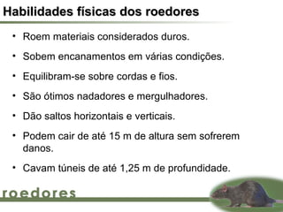 Habilidades físicas dos roedores
 • Roem materiais considerados duros.
 • Sobem encanamentos em várias condições.
 • Equilibram-se sobre cordas e fios.
 • São ótimos nadadores e mergulhadores.
 • Dão saltos horizontais e verticais.
 • Podem cair de até 15 m de altura sem sofrerem
   danos.
 • Cavam túneis de até 1,25 m de profundidade.
 