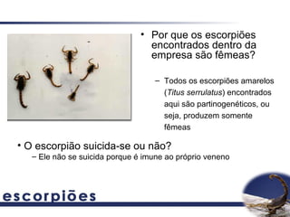 • Por que os escorpiões
                                  encontrados dentro da
                                  empresa são fêmeas?

                                    – Todos os escorpiões amarelos
                                      (Titus serrulatus) encontrados
                                      aqui são partinogenéticos, ou
                                      seja, produzem somente
                                      fêmeas

• O escorpião suicida-se ou não?
   – Ele não se suicida porque é imune ao próprio veneno
 