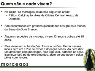 Quem são e onde vivem?
• Na Usina, os morcegos estão nas seguintes áreas:
   – Pátios, Calcinação, Área da Oficina Central, Anexo da
     Diretoria.

• São encontrados em grandes quantidades nas grutas e fendas
  da Serra do Ouro Branco.

• Algumas espécies de morcego vivem 13 anos e outras até 20
  anos.

• Eles vivem em subestações, forros e porões. Entrar nesses
  locais sem um EPI é se expor a doenças sérias. Ao perturbar
  um ambiente com morcegos, eles irão voar, batendo as asas,
  isso levantará pó de excrementos, além de que podem soltar
  pêlos com fungos.
 