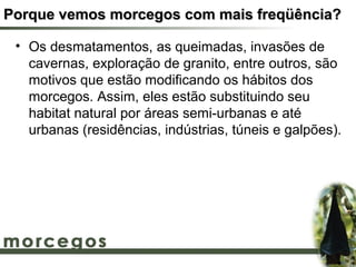 Porque vemos morcegos com mais freqüência?

 • Os desmatamentos, as queimadas, invasões de
   cavernas, exploração de granito, entre outros, são
   motivos que estão modificando os hábitos dos
   morcegos. Assim, eles estão substituindo seu
   habitat natural por áreas semi-urbanas e até
   urbanas (residências, indústrias, túneis e galpões).
 
