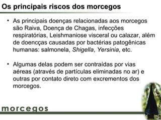 Os principais riscos dos morcegos
 • As principais doenças relacionadas aos morcegos
   são Raiva, Doença de Chagas, infecções
   respiratórias, Leishmaniose visceral ou calazar, além
   de doencças causadas por bactérias patogênicas
   humanas: salmonela, Shigella, Yersinia, etc.

 • Algumas delas podem ser contraídas por vias
   aéreas (através de partículas eliminadas no ar) e
   outras por contato direto com excrementos dos
   morcegos.
 