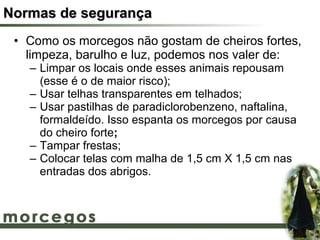 Normas de segurança
 • Como os morcegos não gostam de cheiros fortes,
   limpeza, barulho e luz, podemos nos valer de:
   – Limpar os locais onde esses animais repousam
     (esse é o de maior risco);
   – Usar telhas transparentes em telhados;
   – Usar pastilhas de paradiclorobenzeno, naftalina,
     formaldeído. Isso espanta os morcegos por causa
     do cheiro forte;
   – Tampar frestas;
   – Colocar telas com malha de 1,5 cm X 1,5 cm nas
     entradas dos abrigos.
 