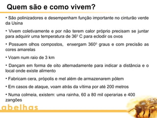 Quem são e como vivem?
• São polinizadores e desempenham função importante no cinturão verde
da Usina
• Vivem coletivamente e por não terem calor próprio precisam se juntar
para adquirir uma temperatura de 360 C para eclodir os ovos
• Possuem olhos compostos, enxergam 3600 graus e com precisão as
cores amarelas
• Voam num raio de 3 km
• Dançam em forma de oito alternadamente para indicar a distância e o
local onde existe alimento
• Fabricam cera, própolis e mel além de armazenarem pólem
• Em casos de ataque, voam atrás da vítima por até 200 metros
• Numa colmeia, existem: uma rainha, 60 a 80 mil operarias e 400
zangões
 