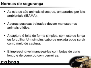 Normas de segurança
 • As cobras são animais silvestres, amparados por leis
   ambientais (IBAMA).

 • Apenas pessoas treinadas devem manusear os
   animais ofídios.

 • A captura é feita de forma simples, com uso de lança
   ou forquilha. Um simples cabo de enxada pode servir
   como meio de captura.

 • E imprescindível manuseá-las com botas de cano
   longo e de couro ou com perneiras.
 