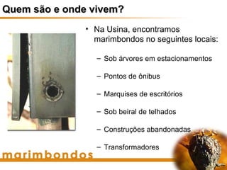 Quem são e onde vivem?
              • Na Usina, encontramos
                marimbondos no seguintes locais:

                 – Sob árvores em estacionamentos

                 – Pontos de ônibus

                 – Marquises de escritórios

                 – Sob beiral de telhados

                 – Construções abandonadas

                 – Transformadores
 