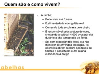 Quem são e como vivem?

            •   A rainha:
                 – Pode viver até 5 anos.
                 – É alimentadada com geléia real
                 – Comanda toda a colméia pelo cheiro
                 – É responsável pela postura de ovos,
                    chegando a colocar 4.000 ovos por dia
                    durante a alta temporada de flores
                 – Se, com o passar dos anos, ela não
                    mantiver determinada produção, as
                    operárias abrem realeira nos favos de
                    filhotes e constituem outra rainha
                    eliminando a antiga
 