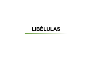 LIBÉLULAS
 