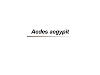 Aedes aegypit
 