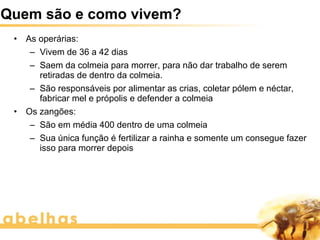 Quem são e como vivem?
 •   As operárias:
      – Vivem de 36 a 42 dias
      – Saem da colmeia para morrer, para não dar trabalho de serem
        retiradas de dentro da colmeia.
      – São responsáveis por alimentar as crias, coletar pólem e néctar,
        fabricar mel e própolis e defender a colmeia
 •   Os zangões:
      – São em média 400 dentro de uma colmeia
      – Sua única função é fertilizar a rainha e somente um consegue fazer
        isso para morrer depois
 