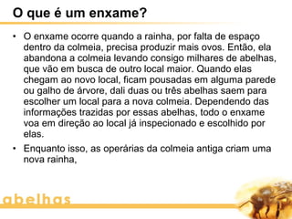 O que é um enxame?
• O enxame ocorre quando a rainha, por falta de espaço
  dentro da colmeia, precisa produzir mais ovos. Então, ela
  abandona a colmeia levando consigo milhares de abelhas,
  que vão em busca de outro local maior. Quando elas
  chegam ao novo local, ficam pousadas em alguma parede
  ou galho de árvore, dali duas ou três abelhas saem para
  escolher um local para a nova colmeia. Dependendo das
  informações trazidas por essas abelhas, todo o enxame
  voa em direção ao local já inspecionado e escolhido por
  elas.
• Enquanto isso, as operárias da colmeia antiga criam uma
  nova rainha,
 